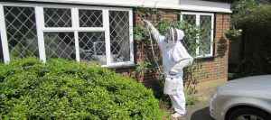 getting rid of wasps in horsham